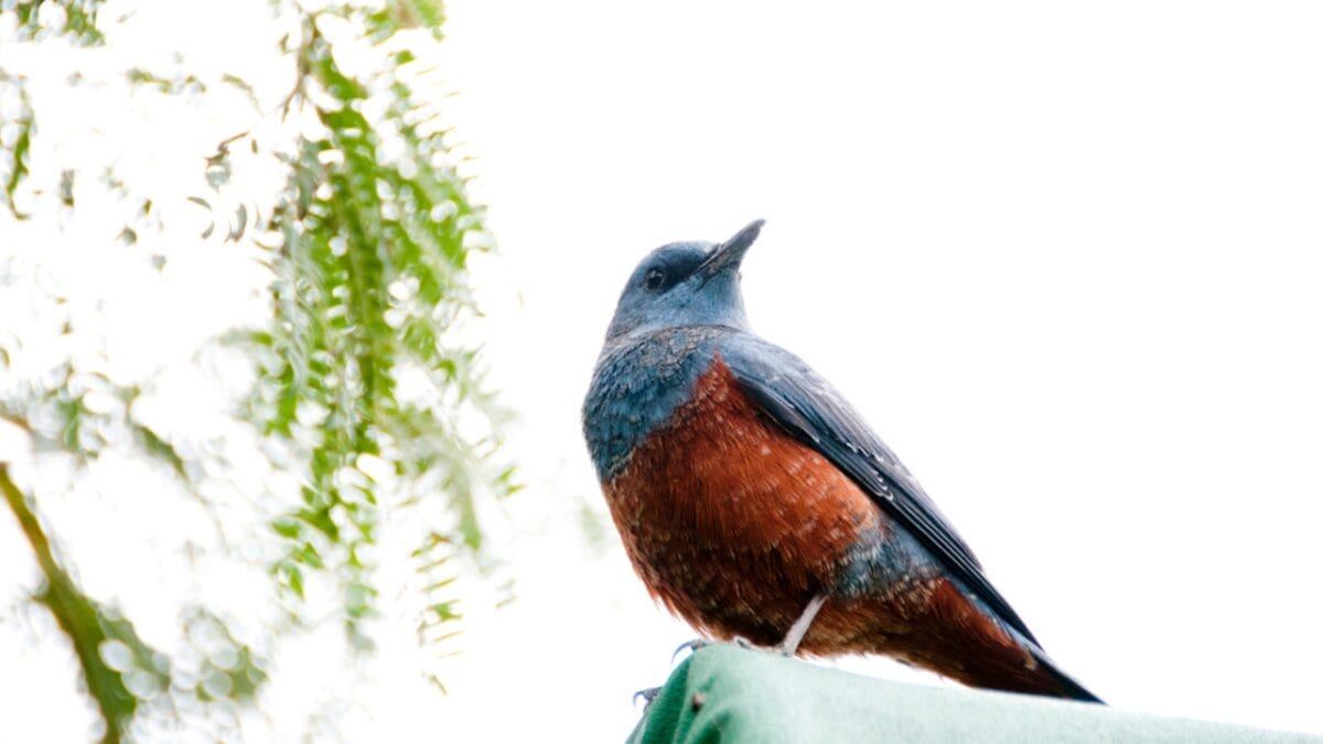 5 Things About the 1st U.S. Blue Rock-Thrush Oregon Sighting that Baffle Experts - blue rock thrush dp329615376