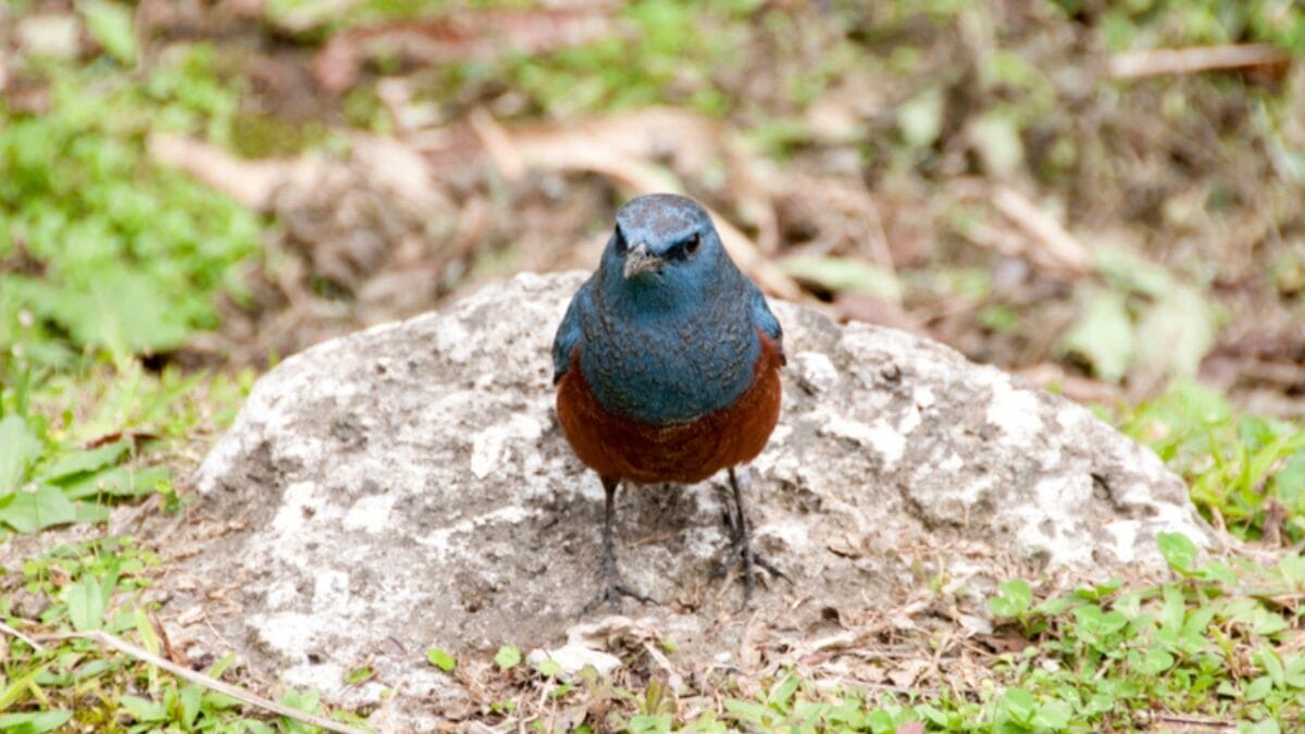 5 Things About the 1st U.S. Blue Rock-Thrush Oregon Sighting that Baffle Experts - blue rock thrush in ground dp329615452