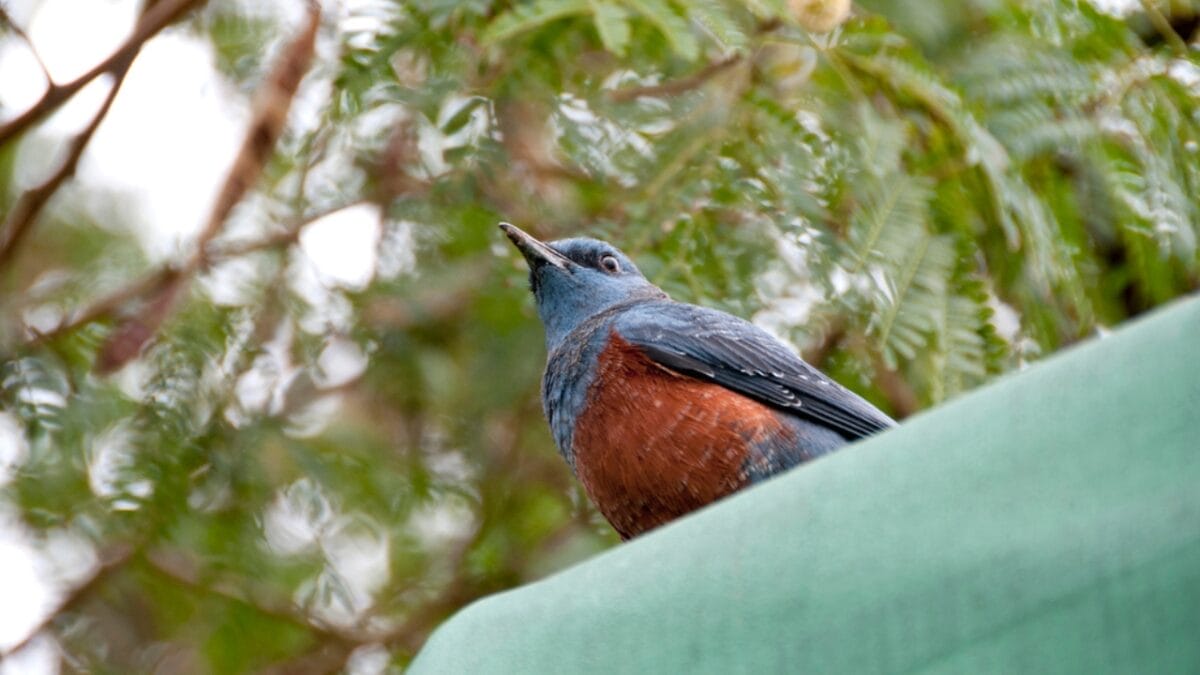 5 Things About the 1st U.S. Blue Rock-Thrush Oregon Sighting that Baffle Experts - blue rock thrush in tree dp329615408