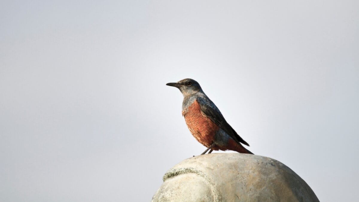 5 Things About the 1st U.S. Blue Rock-Thrush Oregon Sighting that Baffle Experts - blue rock thrush photography dp19633235