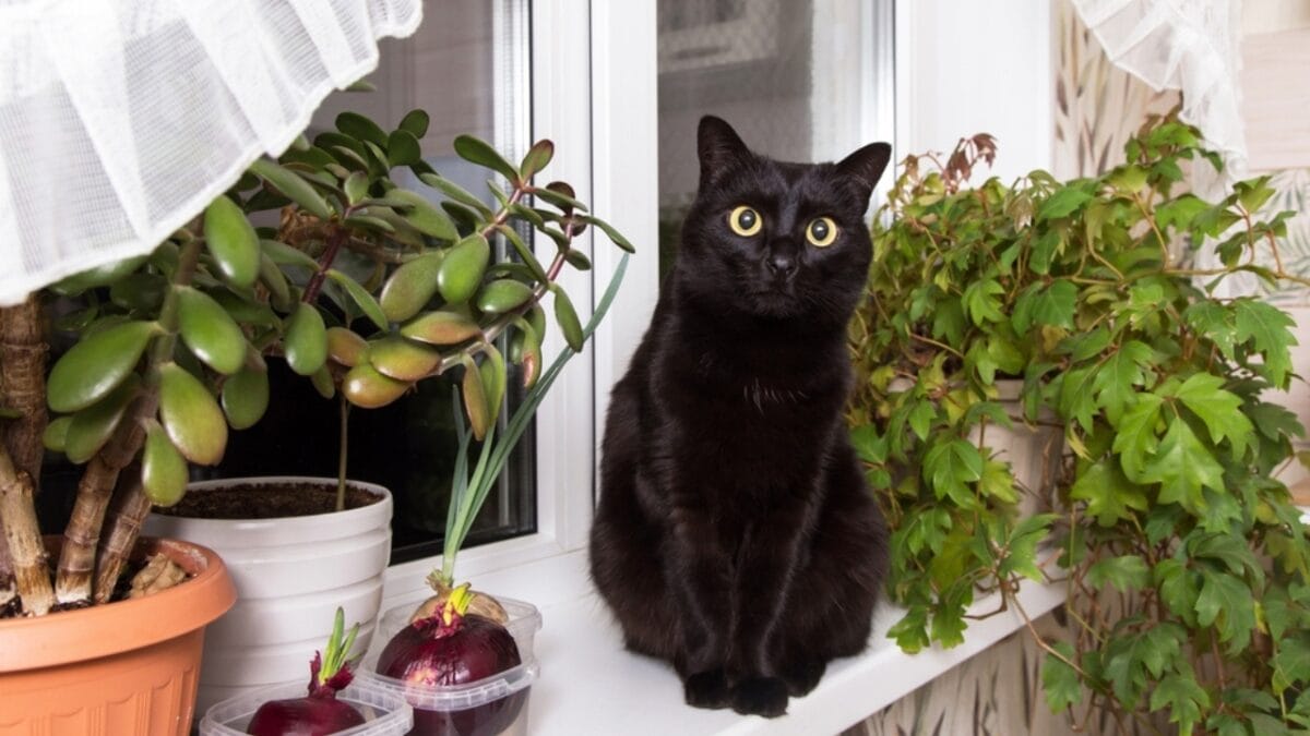 5 Cat Breeds with a Reputation for Being the Meanest - bombay cat ss2224496419