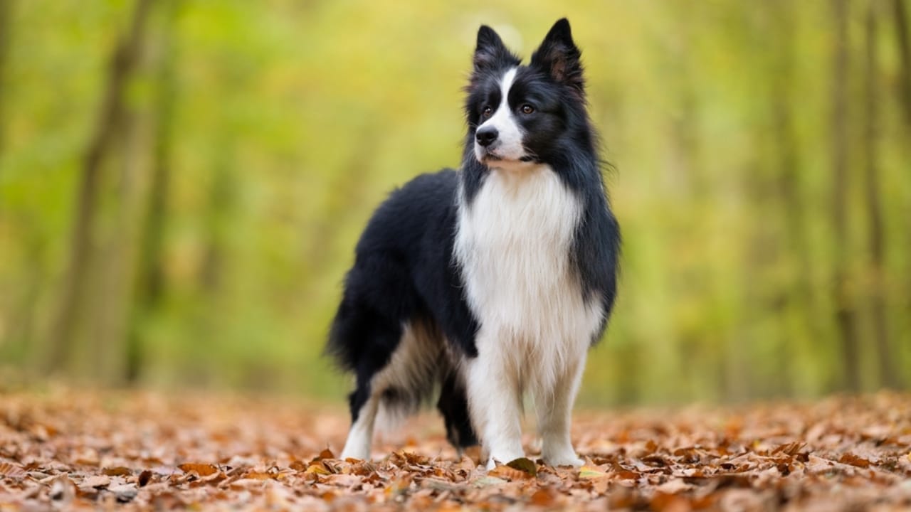 26 Dog Breeds Who Believe Aggression Is Simply Overrated - border collie dog standing leaves ss2224437951