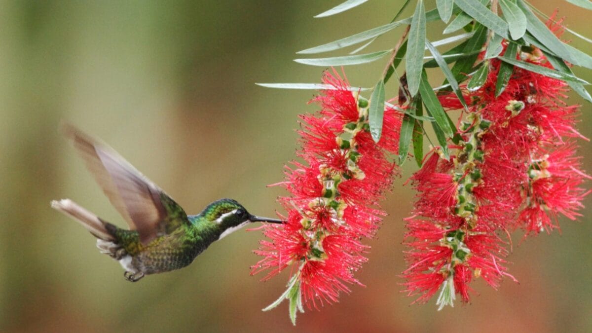 Make Your Garden Irresistible to Hummingbirds With These 5 Tips - bottlebrush hummingbird ss1267584301