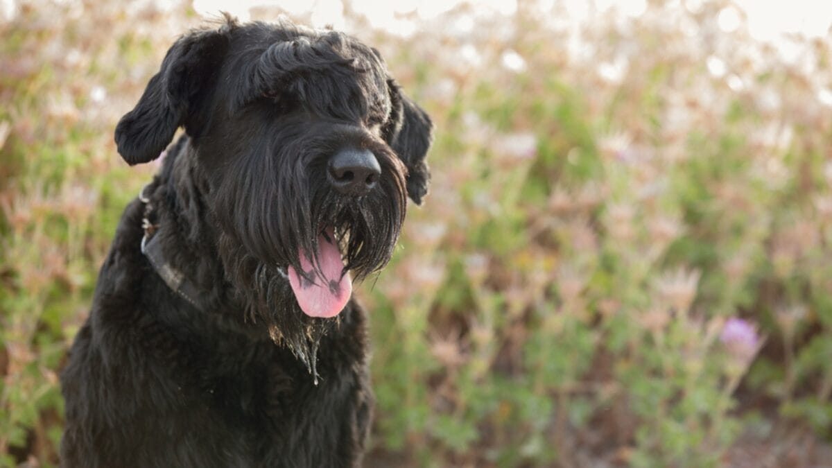 The Bouvier des Flandres: From WWI War Hero to Home Protector - bouvier dog closeup ss2024729183