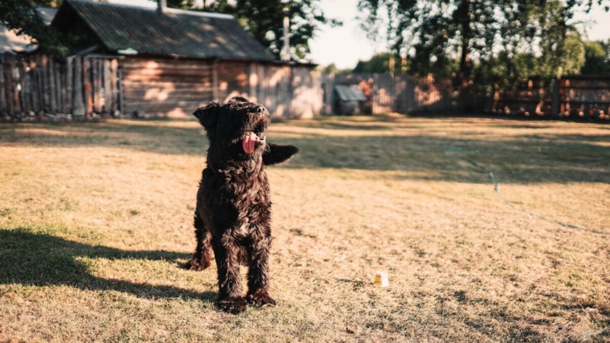 The Bouvier des Flandres: From WWI War Hero to Home Protector - bouvier dog guarding house ss1780977620