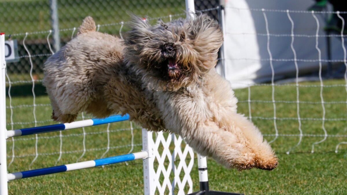 The Bouvier des Flandres: From WWI War Hero to Home Protector - bouvier dog jumping ss1730611303