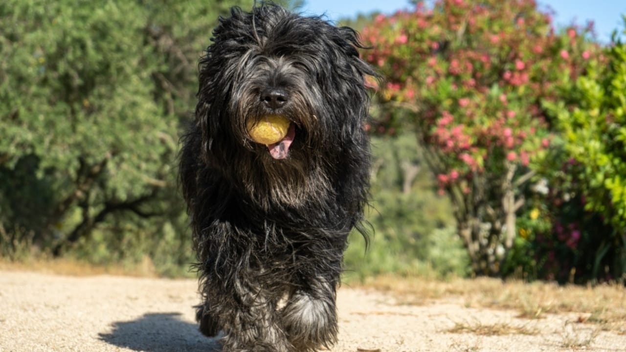 The Bouvier des Flandres: From WWI War Hero to Home Protector - bouvier dog playing with ball ss2183970851