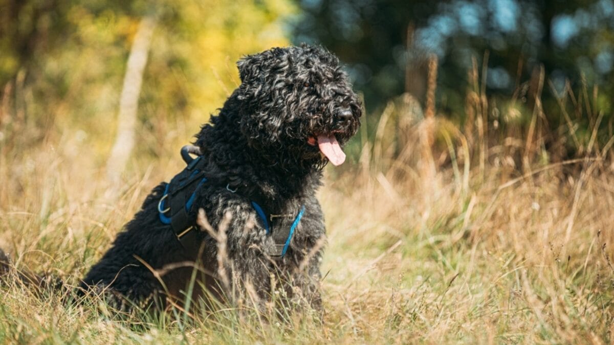 The Bouvier des Flandres: From WWI War Hero to Home Protector - bouvier dog sitting grass ss2284063681