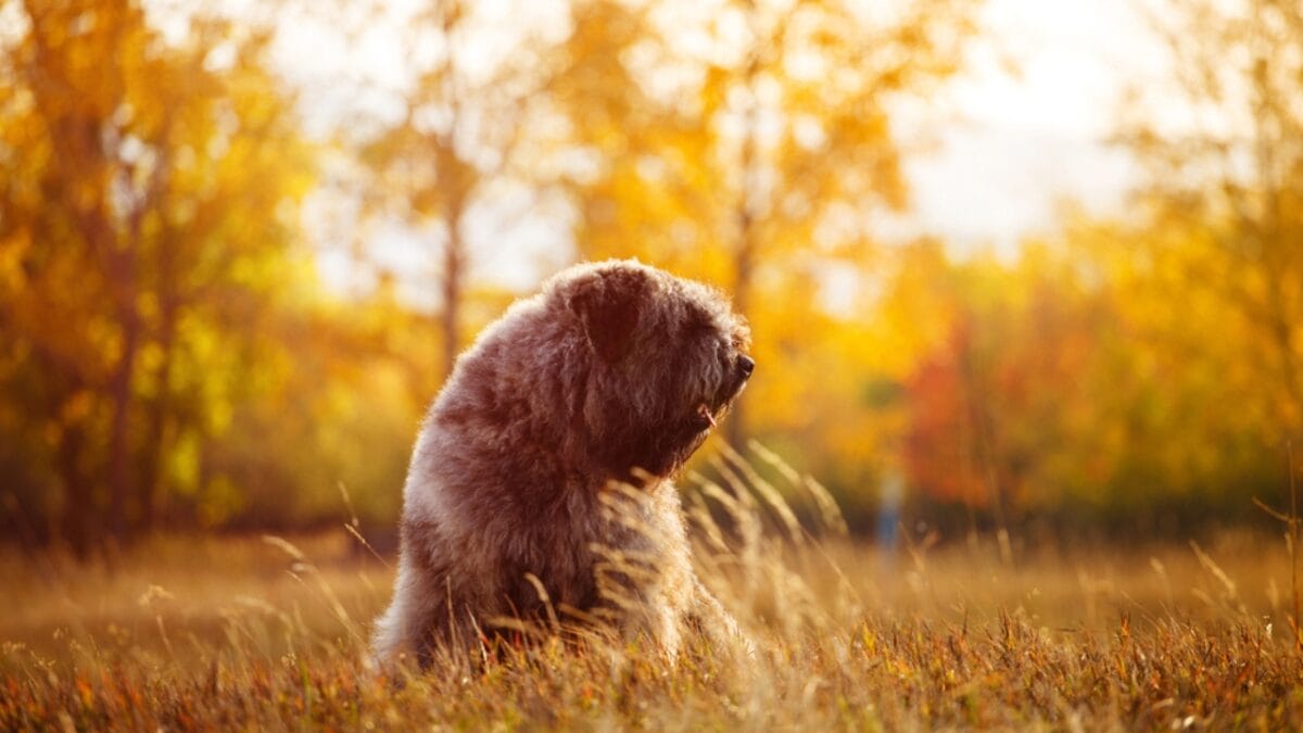 The Bouvier des Flandres: From WWI War Hero to Home Protector - bouvier dog sitting nature ss677741485