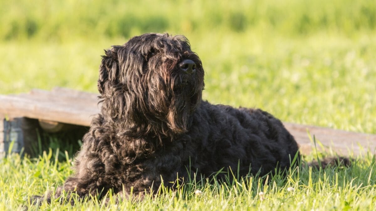 The Bouvier des Flandres: From WWI War Hero to Home Protector - bouvier dog sitting side ss748368343
