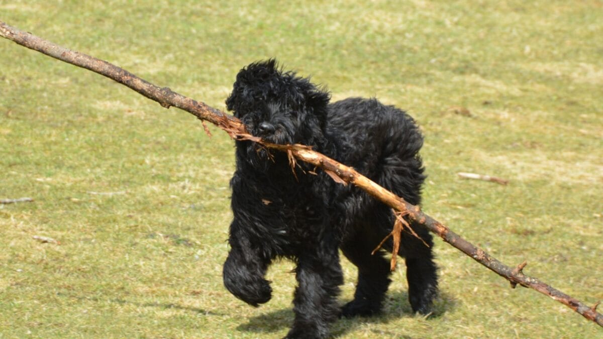 The Bouvier des Flandres: From WWI War Hero to Home Protector - bouvier dog with stick ss1699746982