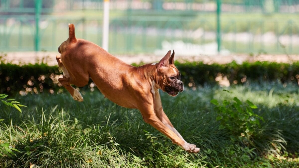 First German Police Dogs & 10 Other Things About Boxers Most People Don't Know - boxer dog jumping ss2274631769