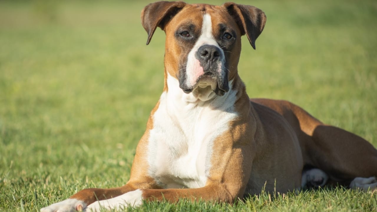 First German Police Dogs & 10 Other Things About Boxers Most People Don't Know -