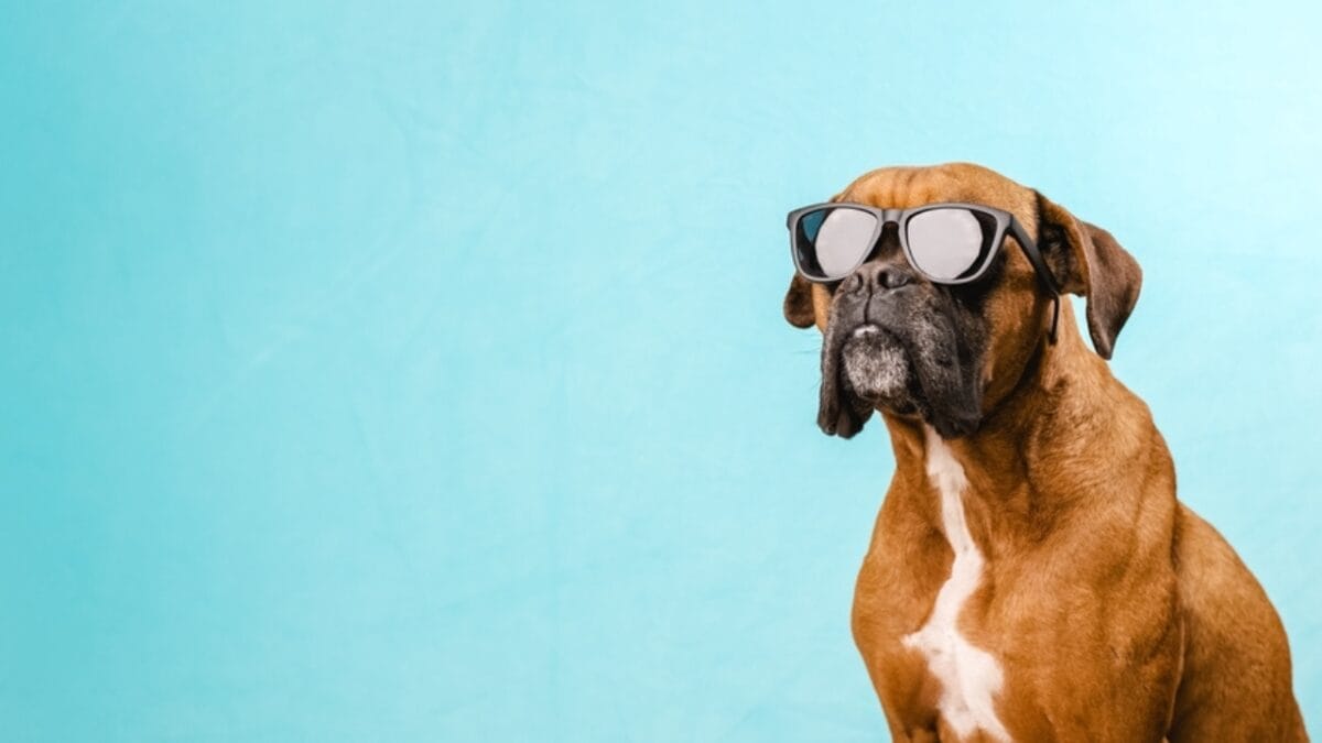 First German Police Dogs & 10 Other Things About Boxers Most People Don't Know - boxer dog wearing glasses ss2153914143