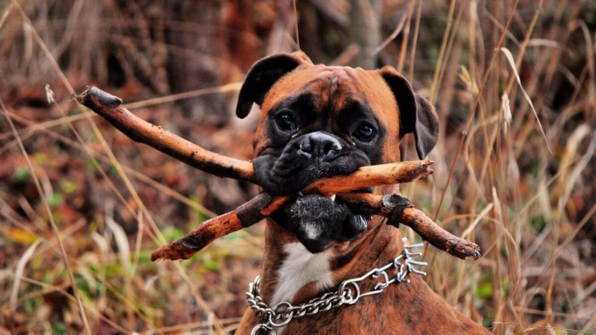 First German Police Dogs & 10 Other Things About Boxers Most People Don't Know - boxer dog with stick ss1972401683