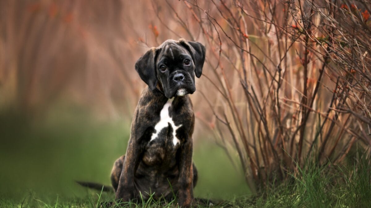 First German Police Dogs & 10 Other Things About Boxers Most People Don't Know - boxer puppy ss1969553026
