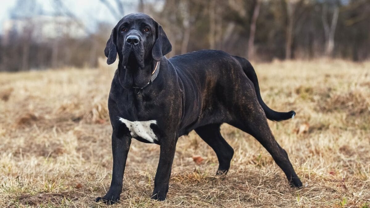 15 Dog Breeds So Intimidating They’ll Make Anyone Think Twice - brazilian mastiff ss610686071
