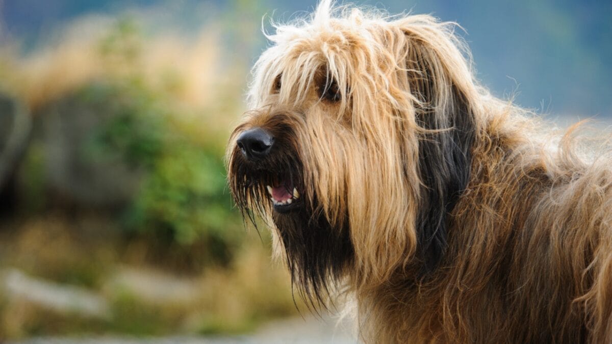 The French Army's Briard Dog: 10 Reasons to Love This Shaggy Herding Companion - briard dog face side ss359870306