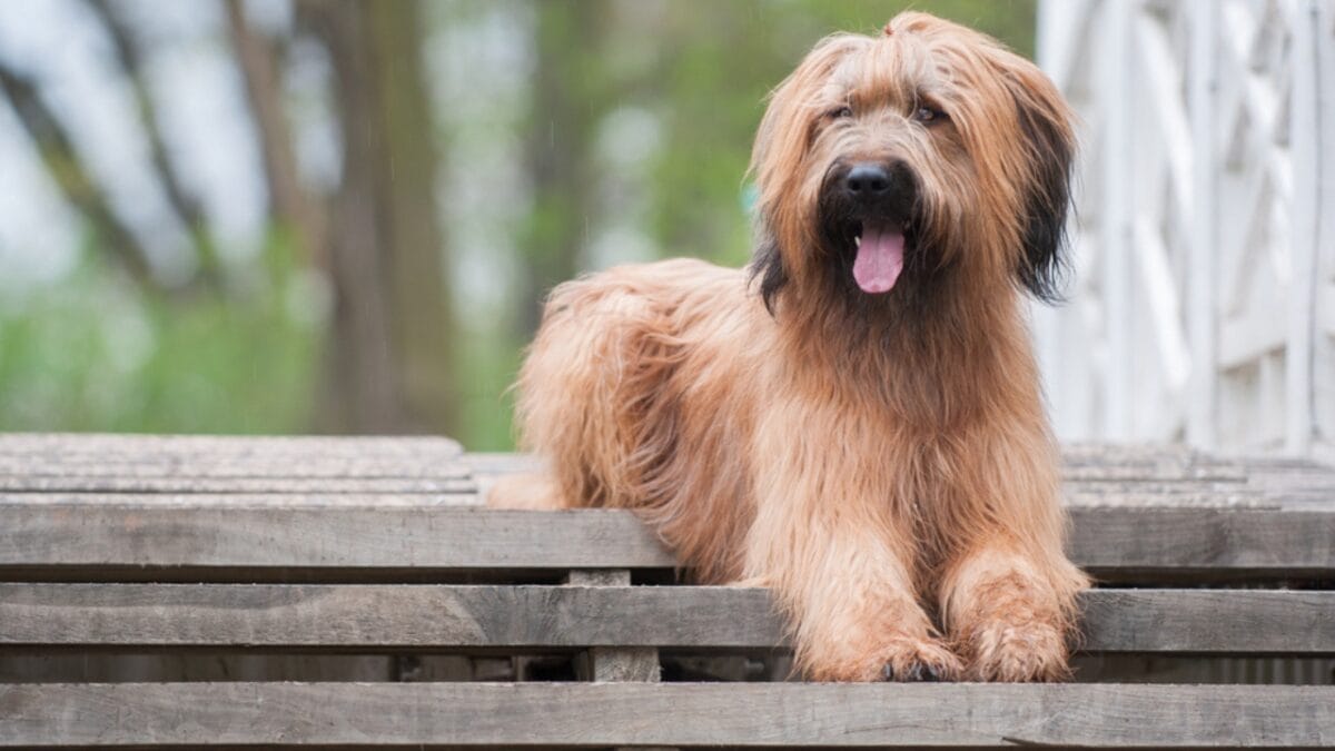 The French Army's Briard Dog: 10 Reasons to Love This Shaggy Herding Companion - briard dog on stairs ss1631794582