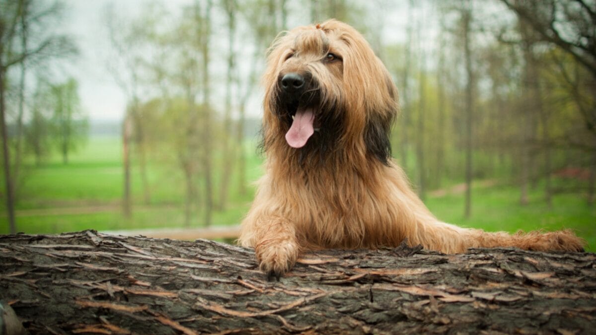 The French Army's Briard Dog: 10 Reasons to Love This Shaggy Herding Companion - briard dog on tree bark ss1631794585