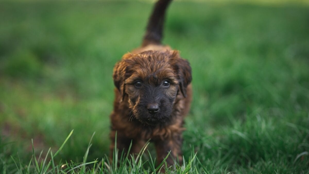 The French Army's Briard Dog: 10 Reasons to Love This Shaggy Herding Companion - briard dog puppy ss2355231149