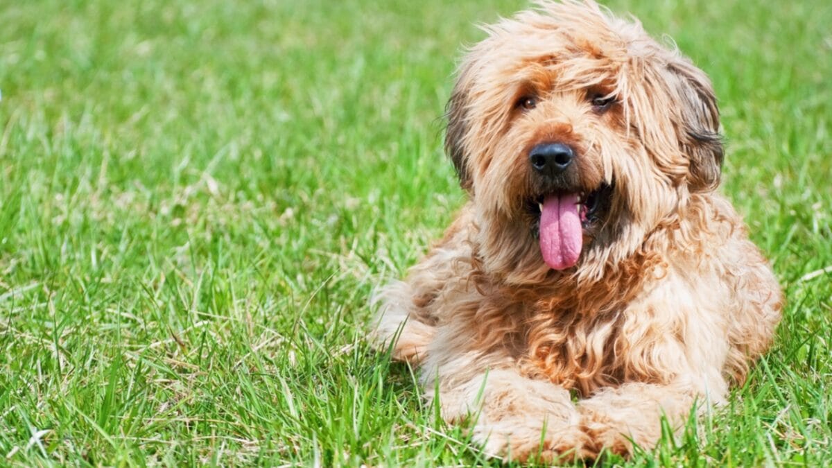 The French Army's Briard Dog: 10 Reasons to Love This Shaggy Herding Companion - briard dog sitting grass ss344359481