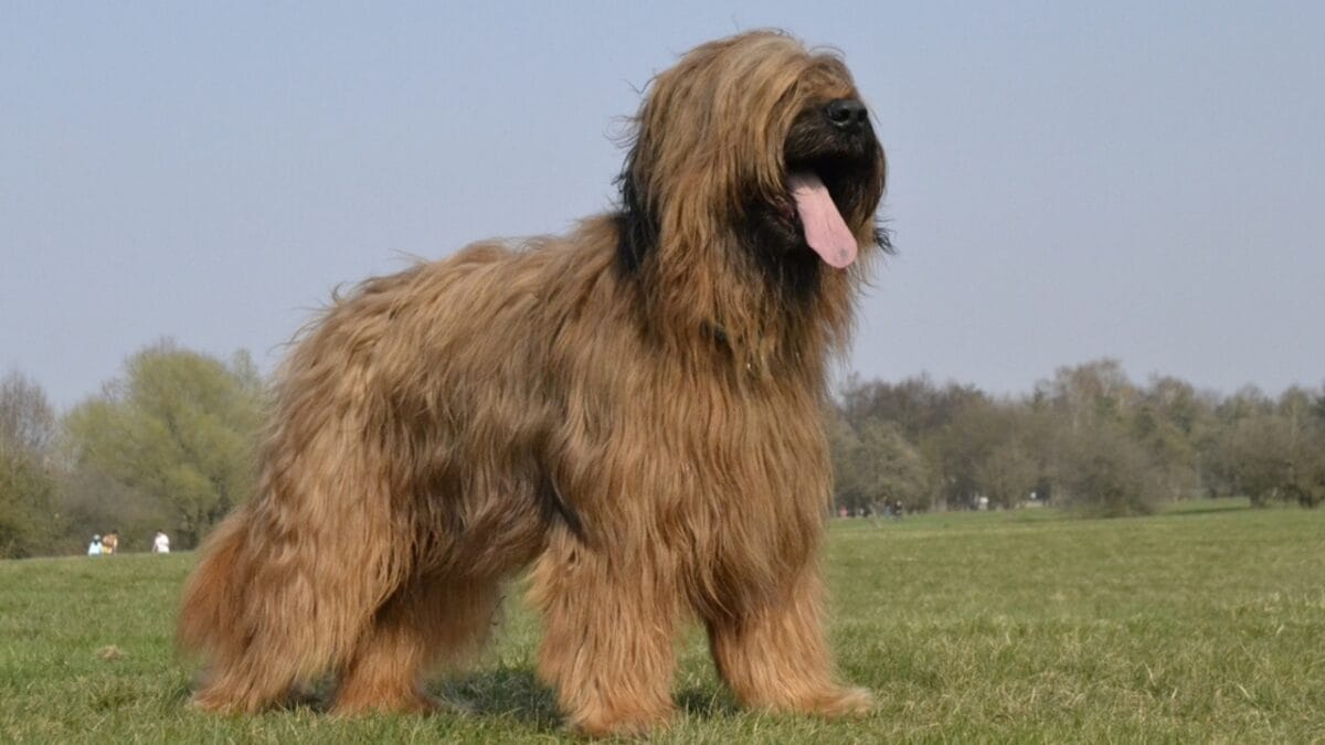 The French Army's Briard Dog: 10 Reasons to Love This Shaggy Herding Companion - briard dog standing side grass ss2038451204