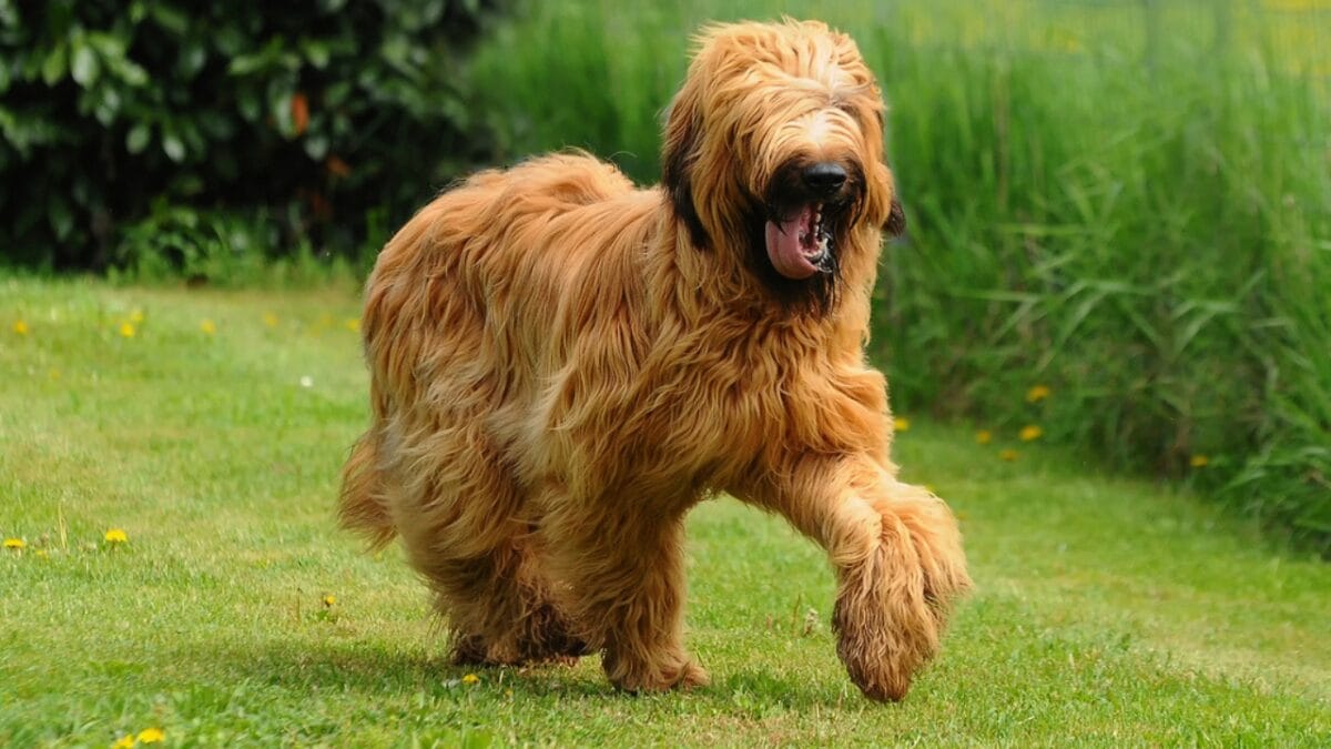 The French Army's Briard Dog: 10 Reasons to Love This Shaggy Herding Companion - briard dog walking grass ss616762067