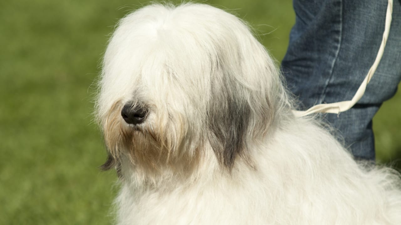 The French Army's Briard Dog: 10 Reasons to Love This Shaggy Herding Companion - briard dog white closeup ss161557631