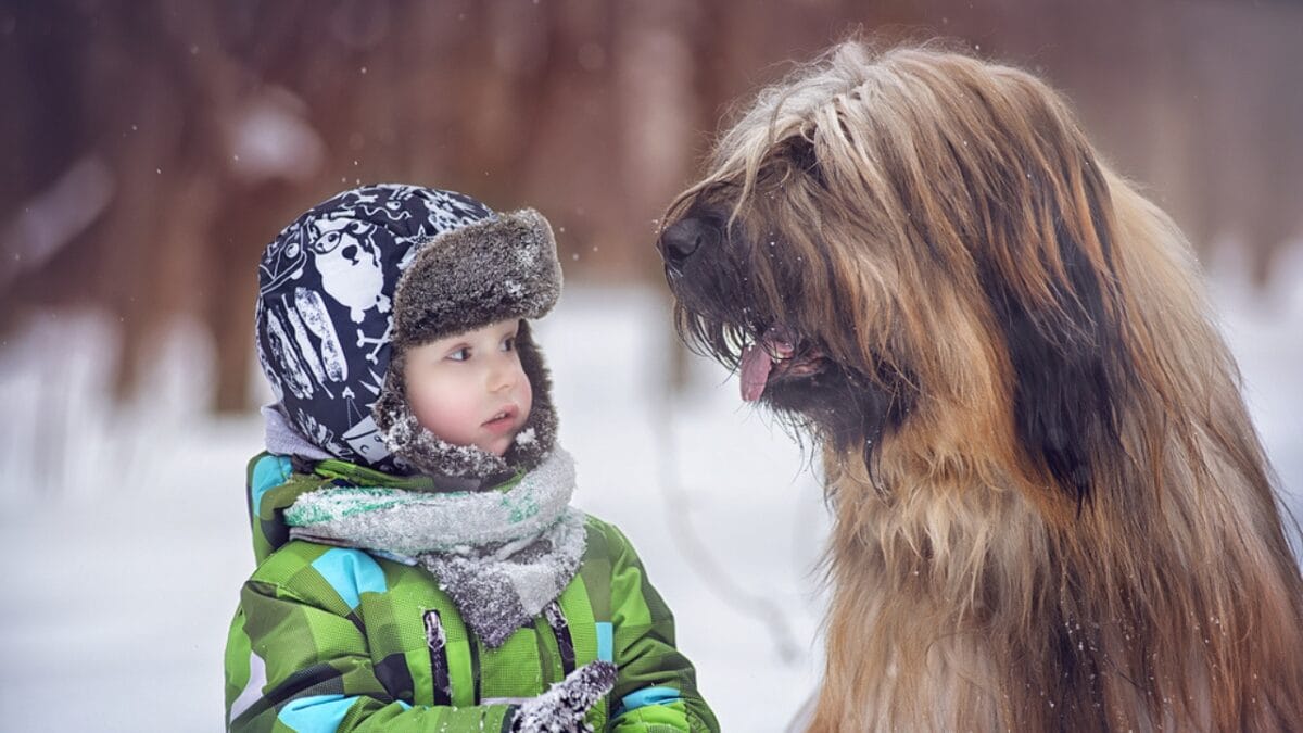 The French Army's Briard Dog: 10 Reasons to Love This Shaggy Herding Companion - briard dog with child ss672159187