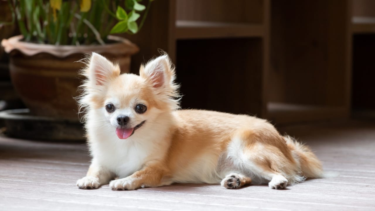 10 of the World’s Smallest Dog Breeds