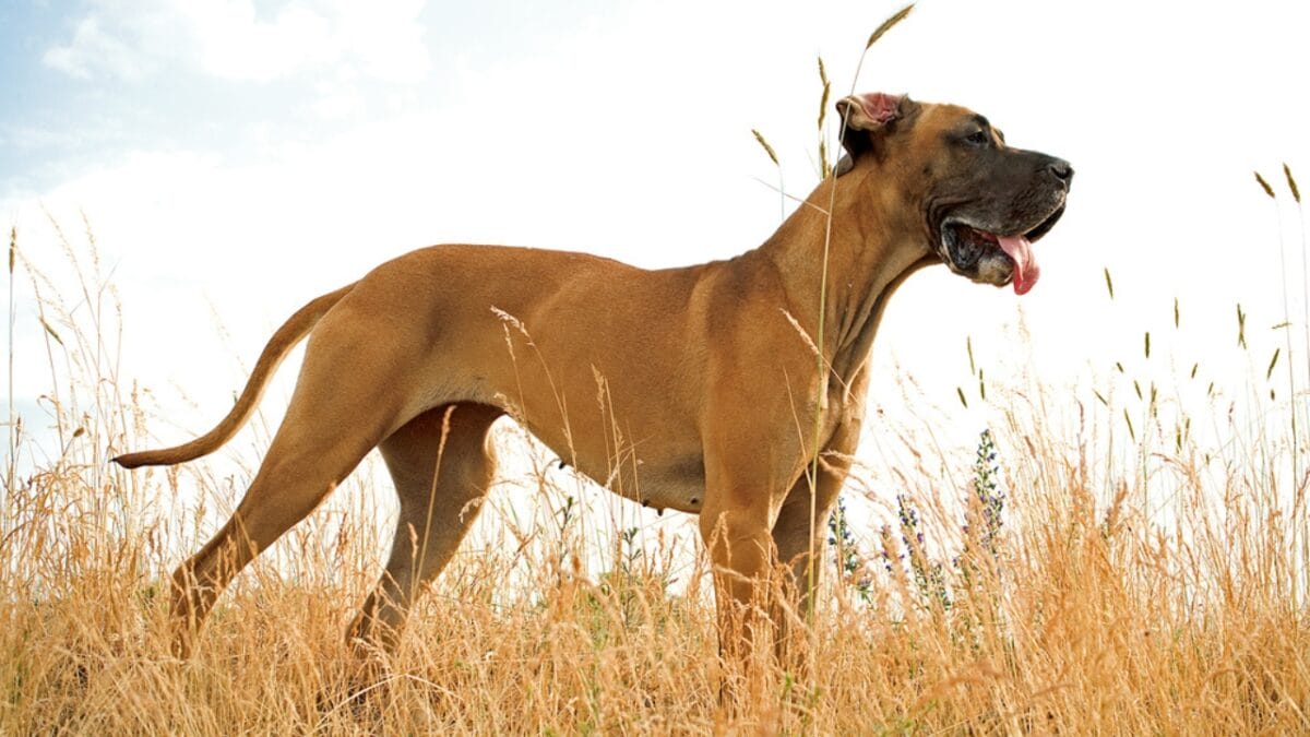 10 Things About Great Danes That Set Them Apart - brown great dane dog standing dp422843220