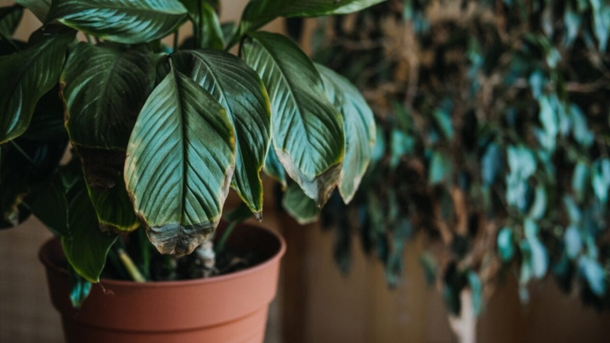 10 Common Houseplant Problems & How to Fix Them - brown leaf tips ss2096259121