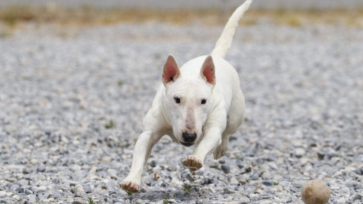 10 Things About Bull Terriers Most People Don't Know - bull terrier clown ss417757255