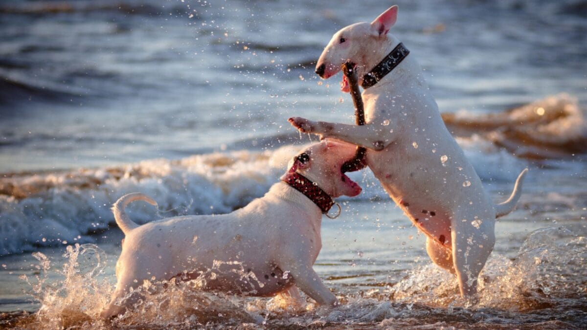 10 Things About Bull Terriers Most People Don't Know - bull terrier fighting dogs ss81192061