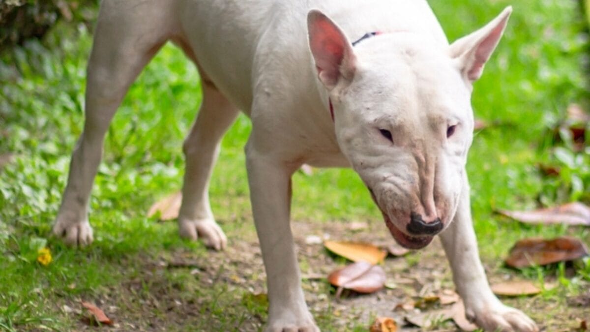 10 Things About Bull Terriers Most People Don't Know - bull terrier grin ss2406785741