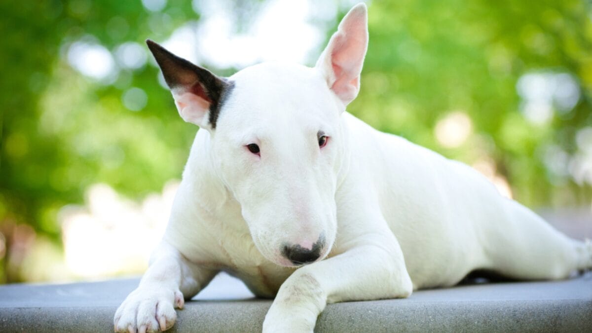 10 Things About Bull Terriers Most People Don't Know - bull terrier independent ss107130842