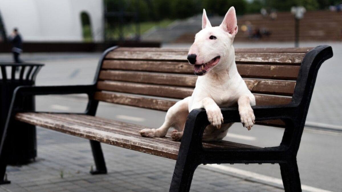 10 Things About Bull Terriers Most People Don't Know - bull terrier sitting ss1768925975