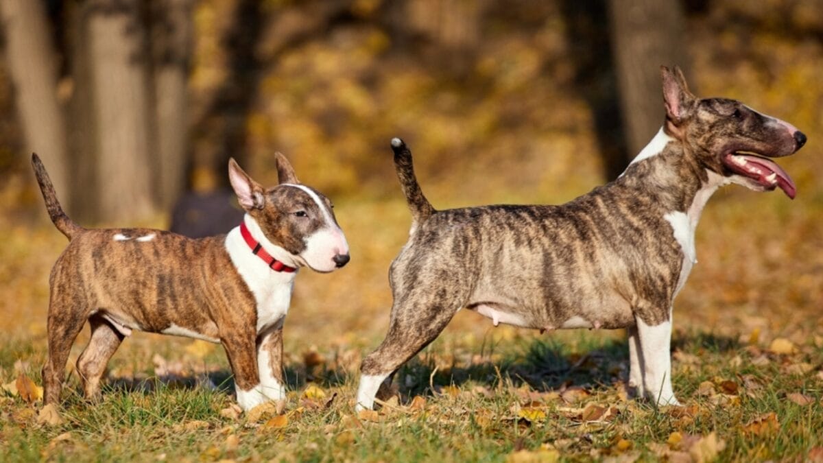 10 Things About Bull Terriers Most People Don't Know - bull terrier size ss2181390915