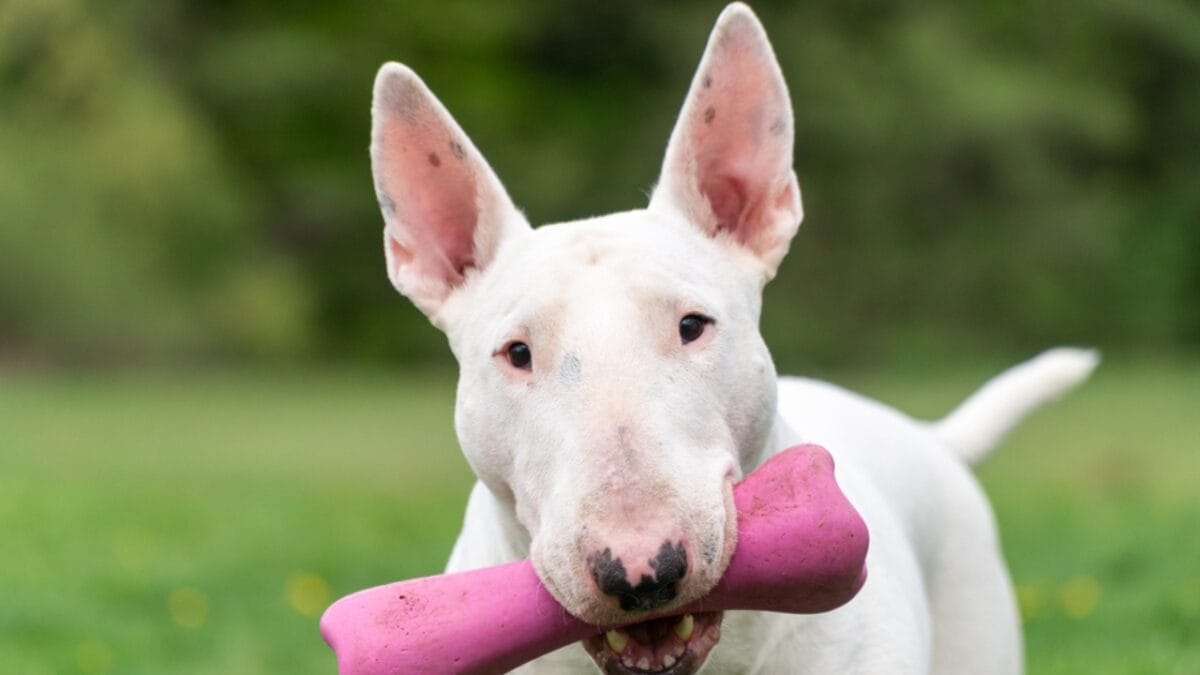 10 Things About Bull Terriers Most People Don't Know - bull terrier ss1727625571