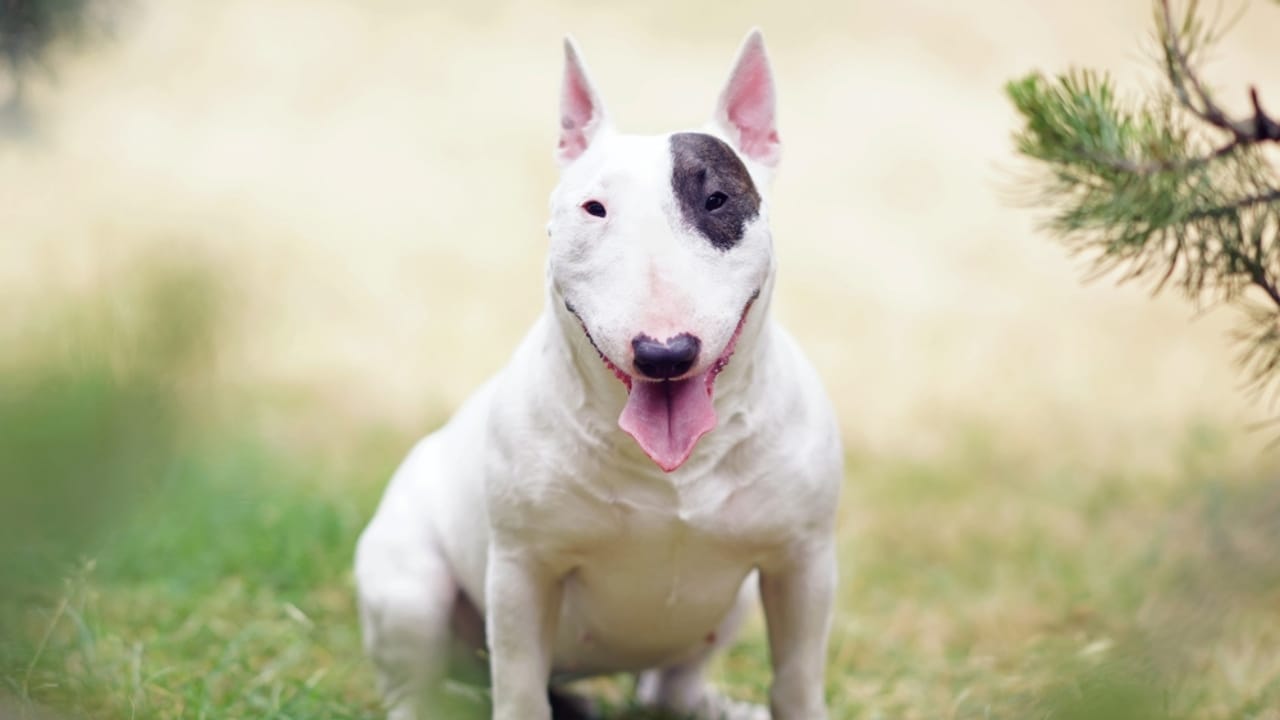 10 Things About Bull Terriers Most People Don't Know - bull terrier ss2342583893