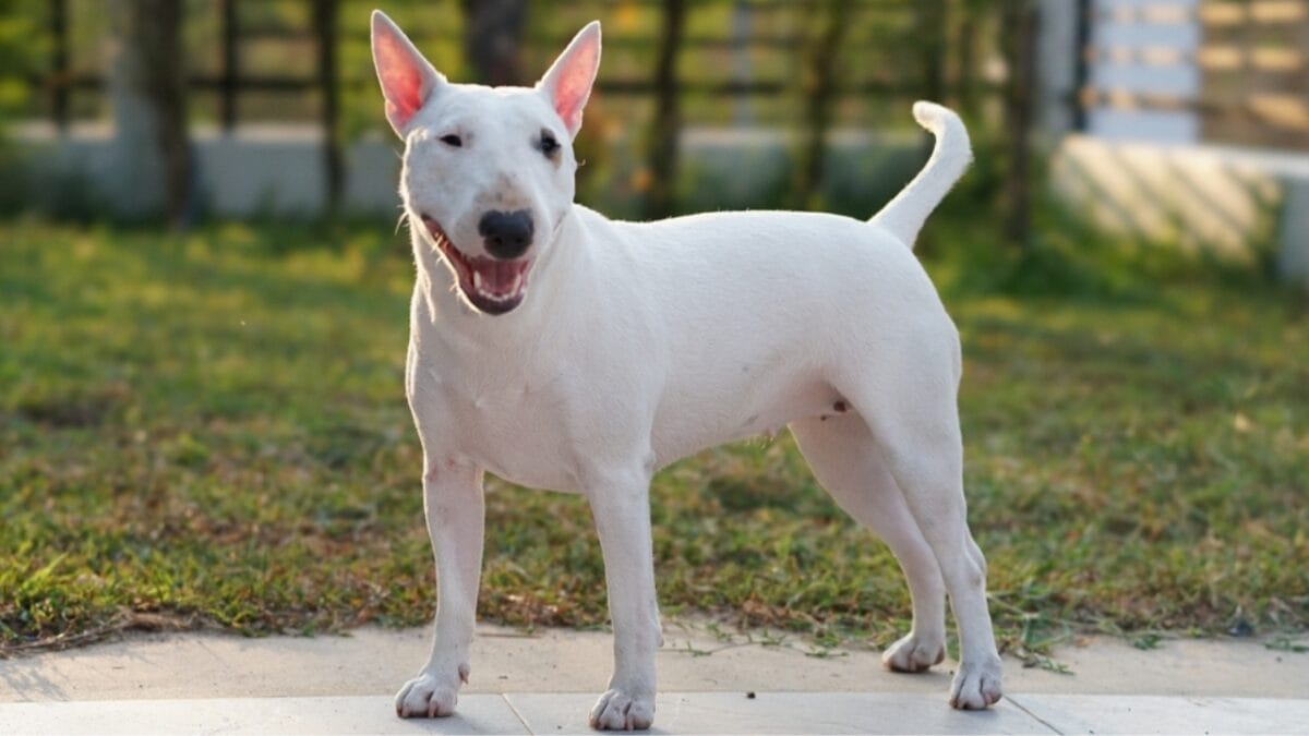 10 Things About Bull Terriers Most People Don't Know - bull terrier white ss2267211685
