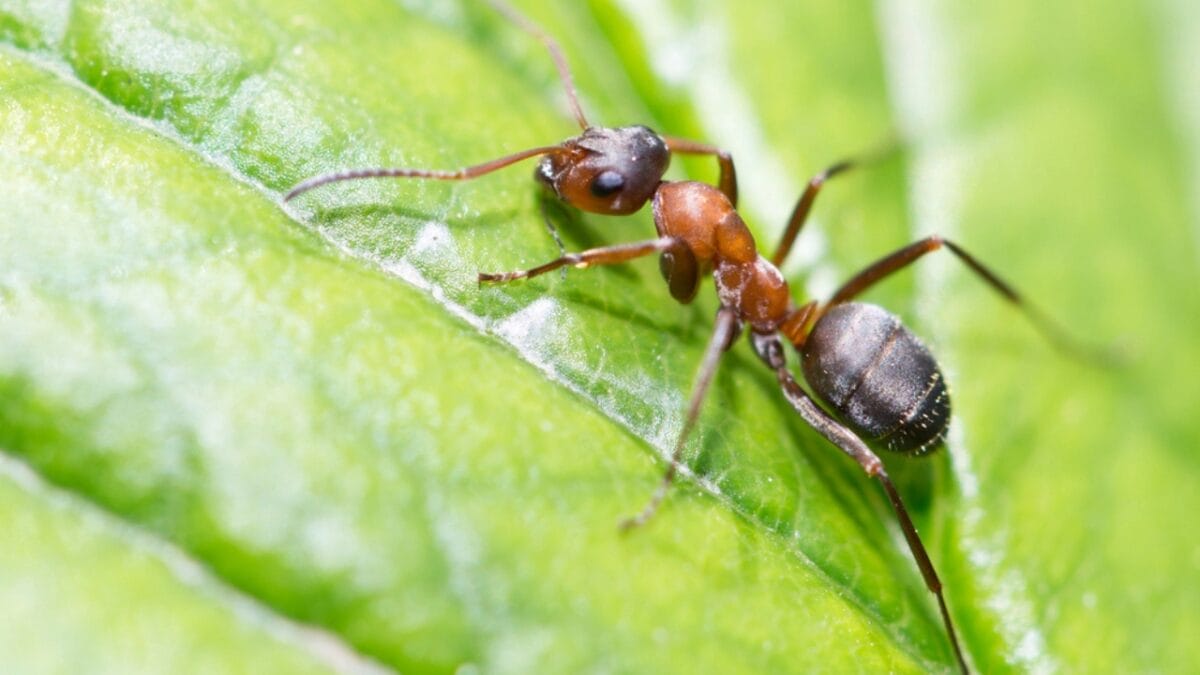 19 Terrifying Creatures That Could Give You Nightmares - bullet ant dp49657015