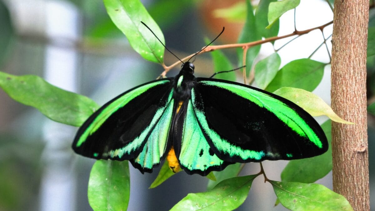 15 of the World's Most Enchanting & Vibrant Butterflies - cairns birdwing butterfly dp200580850