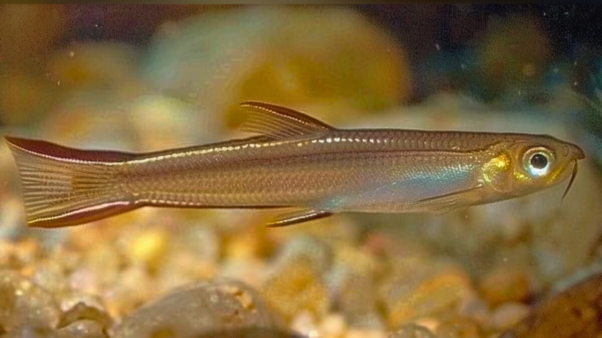 19 Terrifying Creatures That Could Give You Nightmares - candiru fish mj