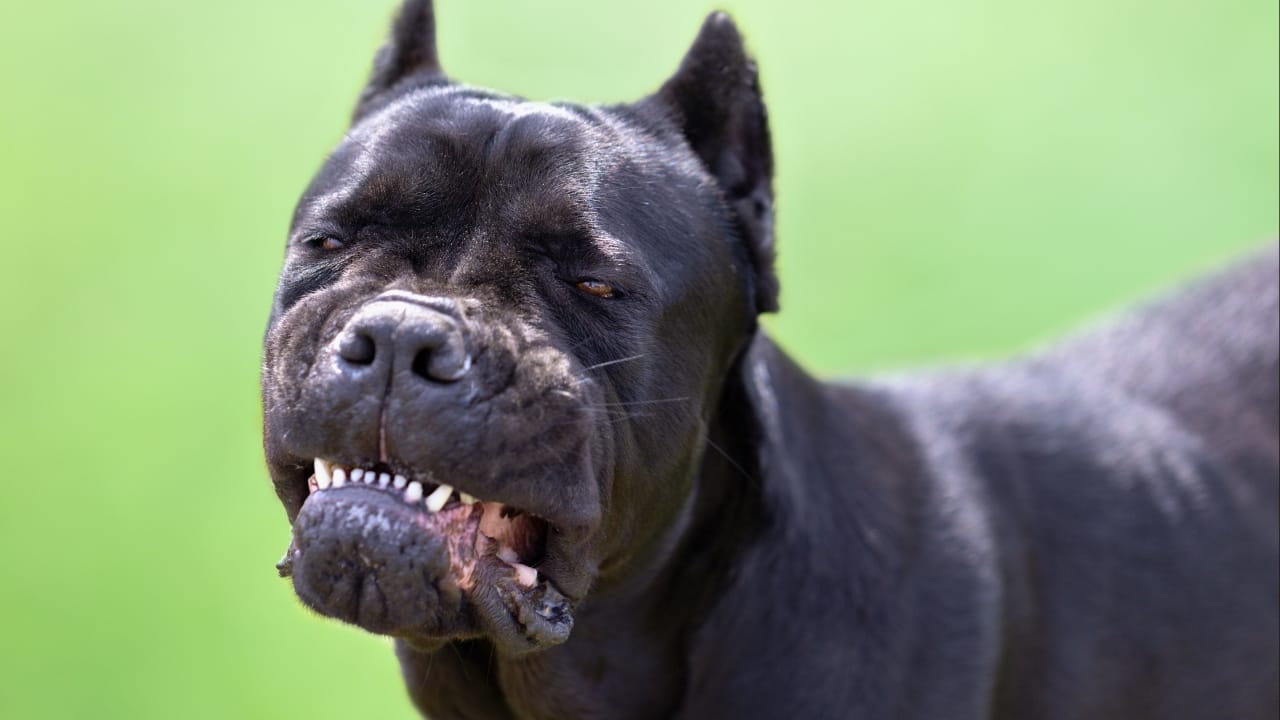 15 Dog Breeds So Intimidating They’ll Make Anyone Think Twice - cane corso dog ss2289849523