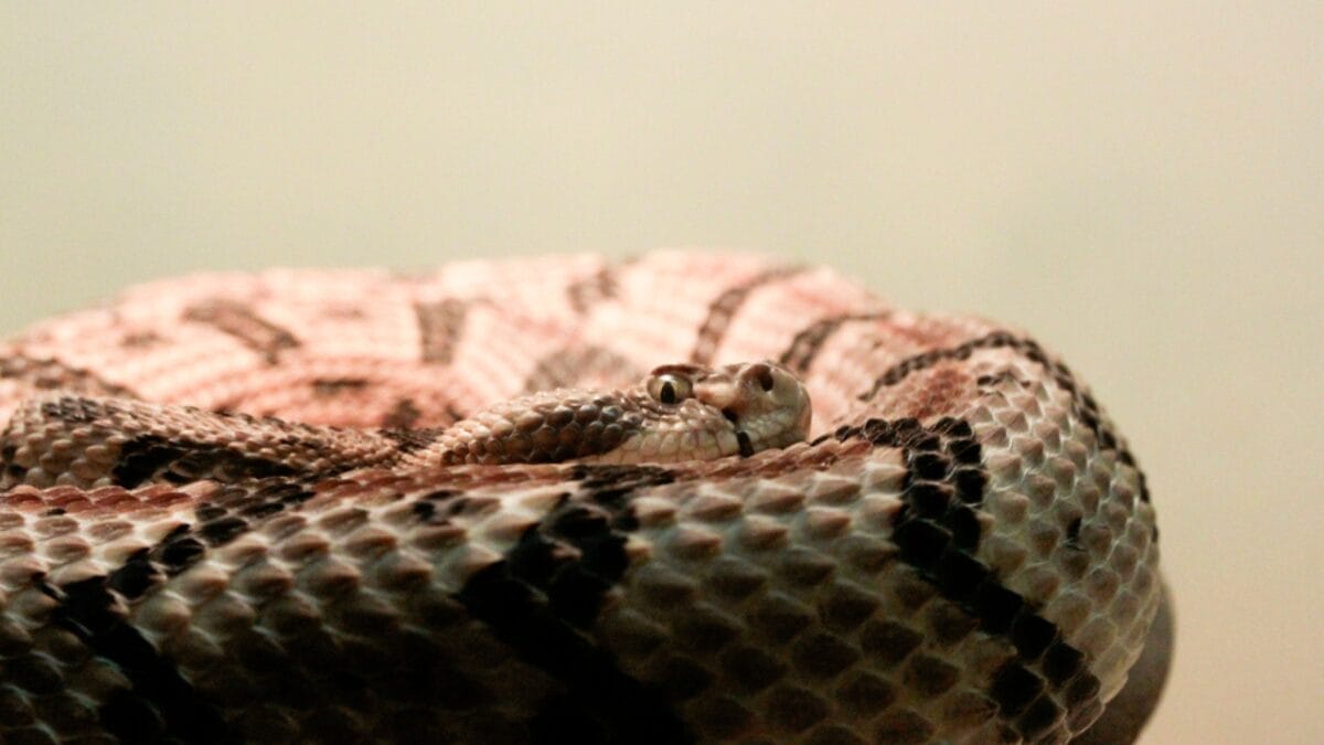 30 Rattlesnake Species from Around the Globe: Majority in U.S. - canebrake rattlesnake dp259592832