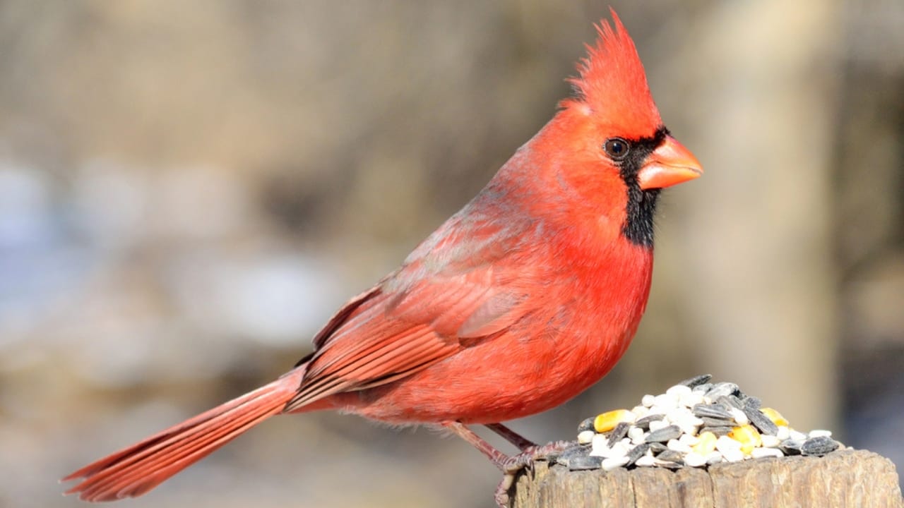10 Ways to Attract Cardinals to Your Feeders - cardinal bird dp21009445