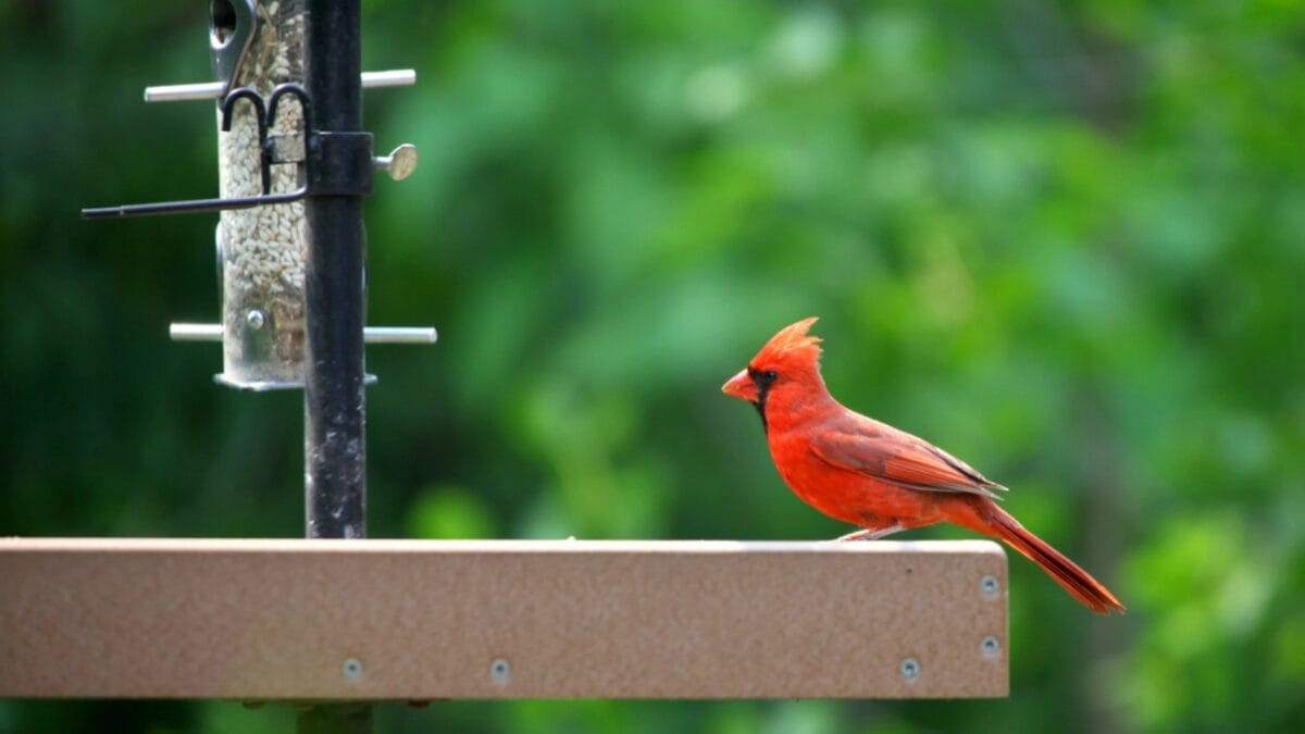 10 Ways to Attract Cardinals to Your Feeders - cardinal bird feeder peaceful dp11365689