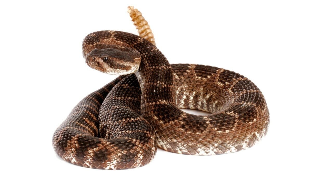 30 Rattlesnake Species from Around the Globe: Majority in U.S. - cascabel rattlesnake dp65345151